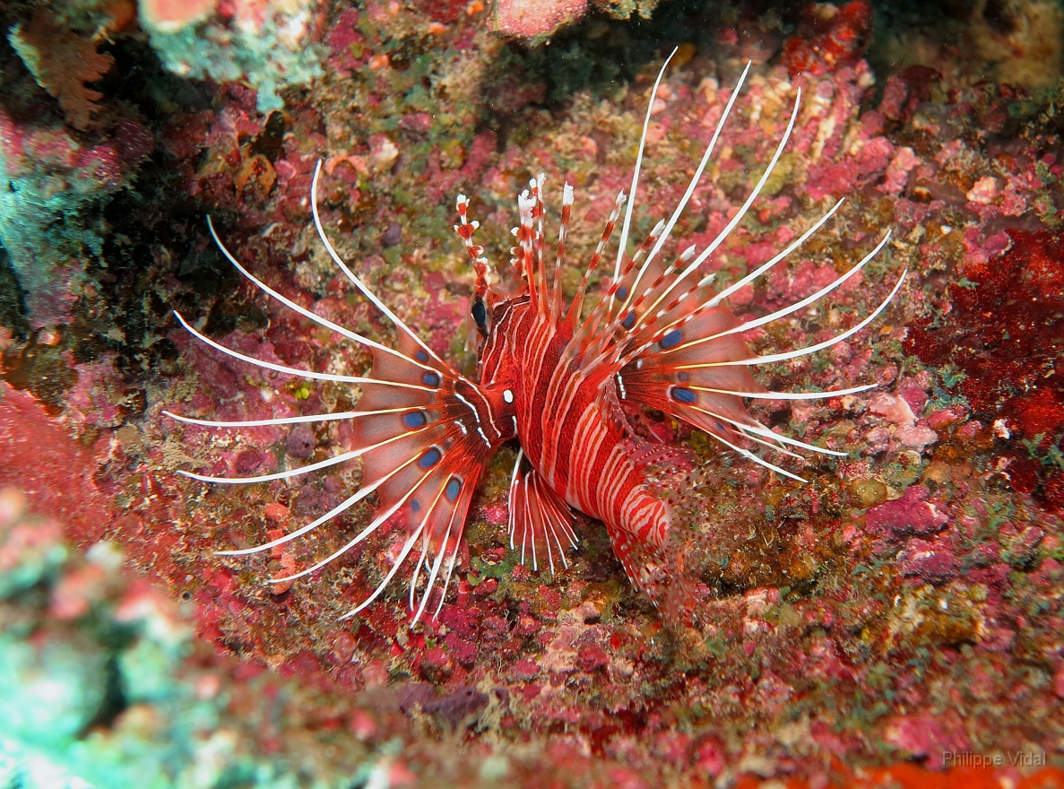Velidhu - 2013_03_11 - IMG_0520r_Laffe cornu ou poisson diale ou pterois a antennes - Pterois antennata_Kuda giri_Plongee.jpg